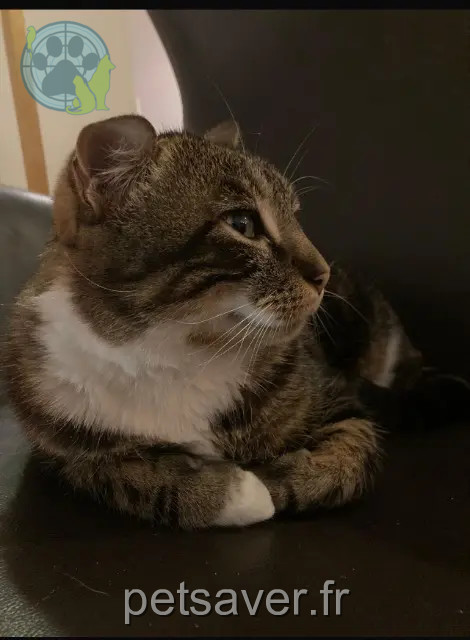 cat reunited 74500 Évian-les-Bains Marcel