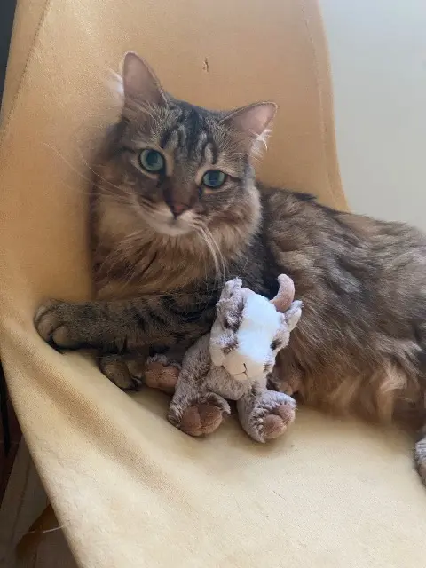 chat reunited   74300 Cluses Monchat