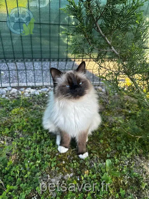 chat reunited   74240 Gaillard Monkey
