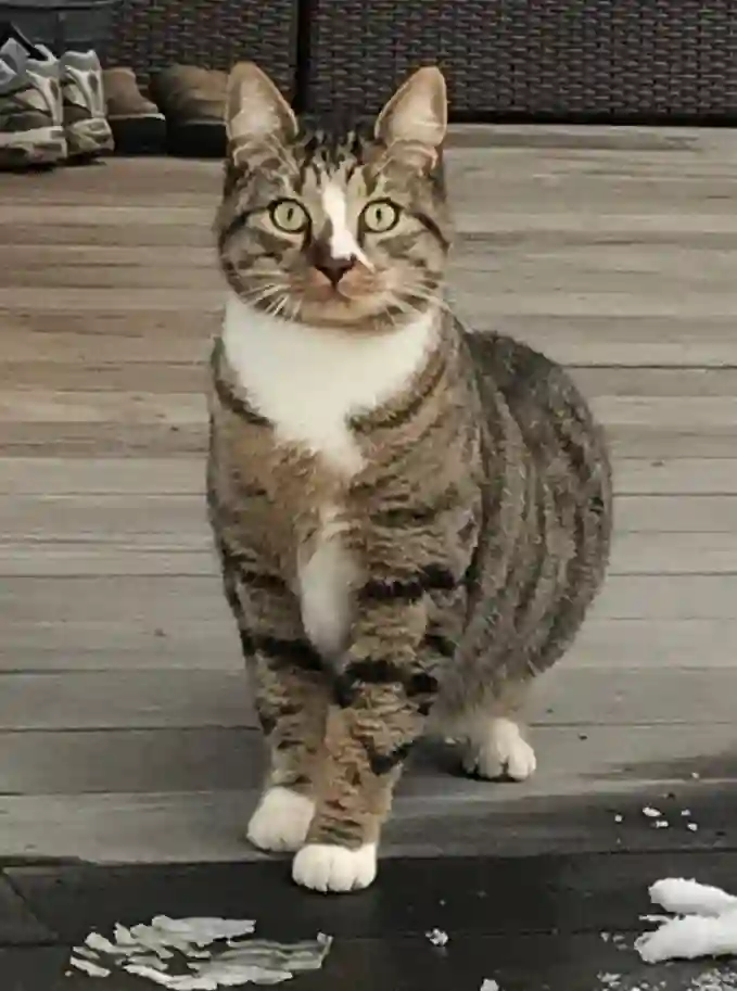 Chat Trouvé 74 Haute-Savoie - Neko Chat Trouvé 74 Haute-Savoie - Neko