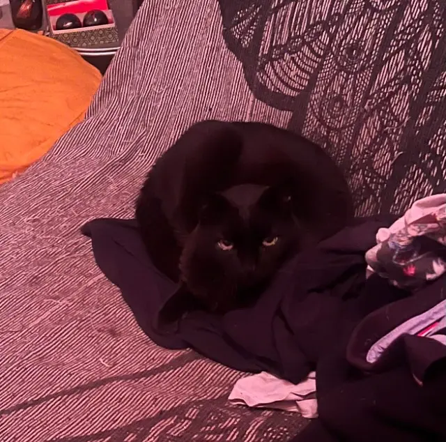 chat reunited   74520 Vulbens Nini