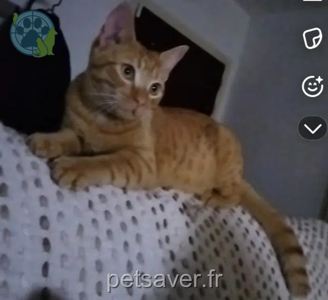 chat reunited   74380 Nangy Ninou