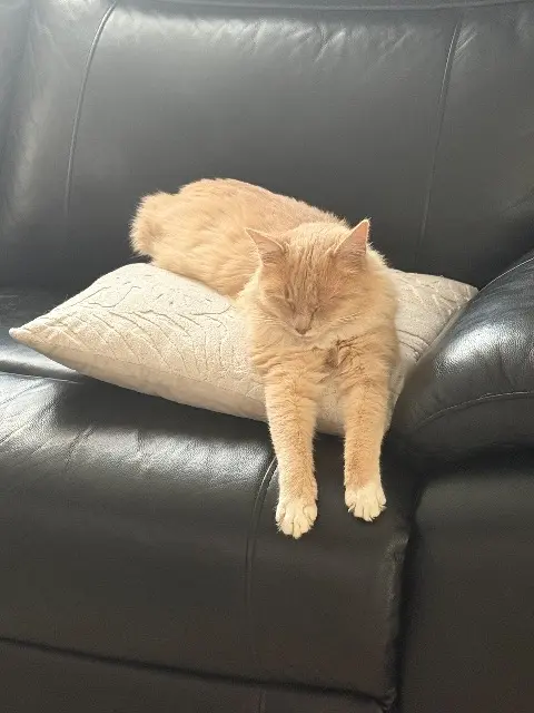 cat reunited   74150 Vallières-sur-Fier Nuts