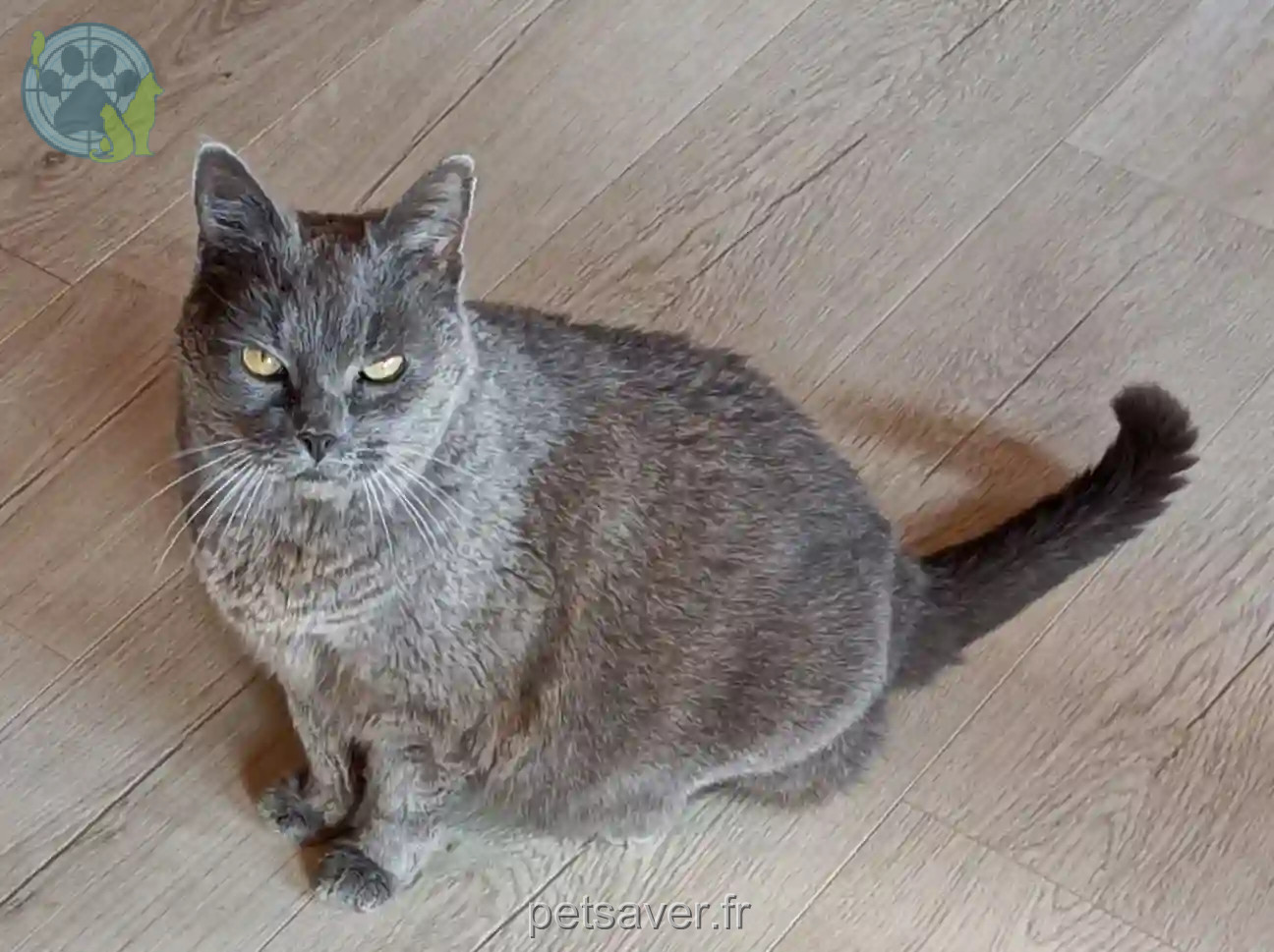 Chat Trouvé 74 Haute-Savoie - Pilou Chat Trouvé 74 Haute-Savoie - Pilou