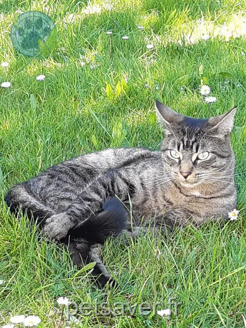 gato reunited   74230 Thônes Pilou