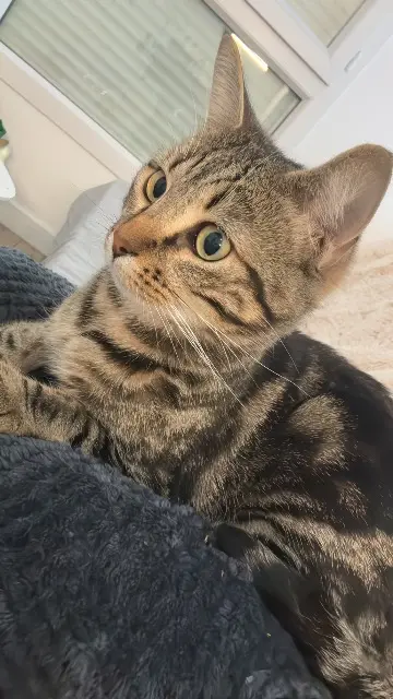 chat reunited   74100 Ville-la-Grand Sakura