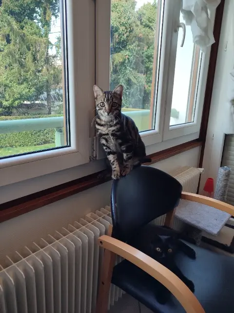 chat reunited   74100 Annemasse Sam