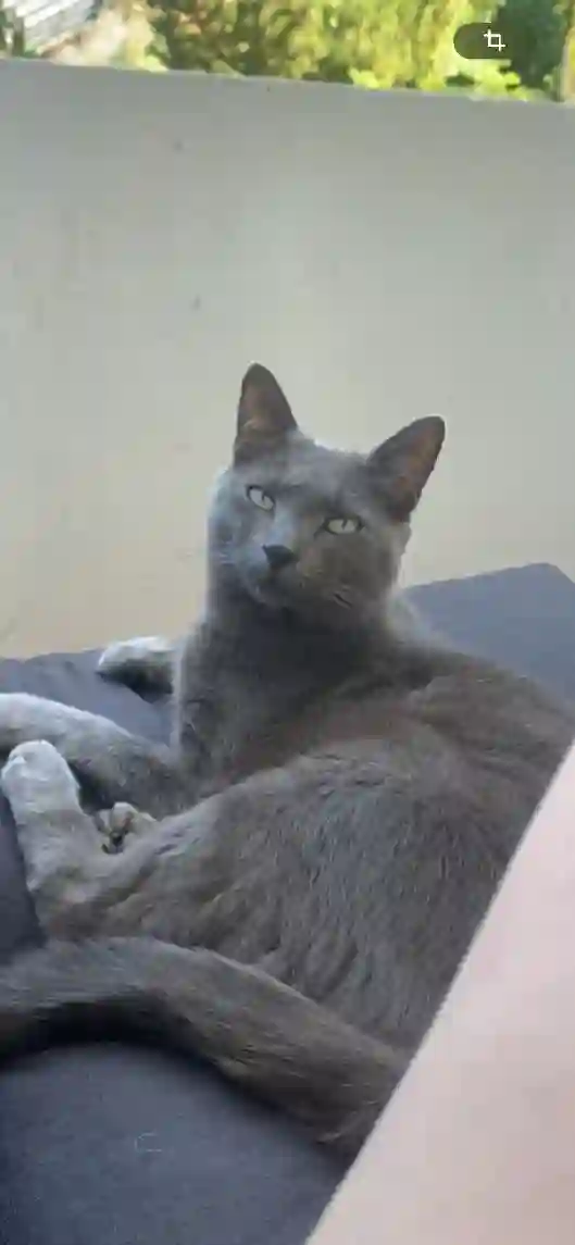 Chat Trouvé 74 Haute-Savoie - Smocky Chat Trouvé 74 Haute-Savoie - Smocky