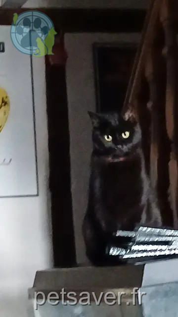chat reunited   74200 Margencel Thor
