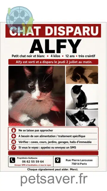 chat reunited Paris Alfy