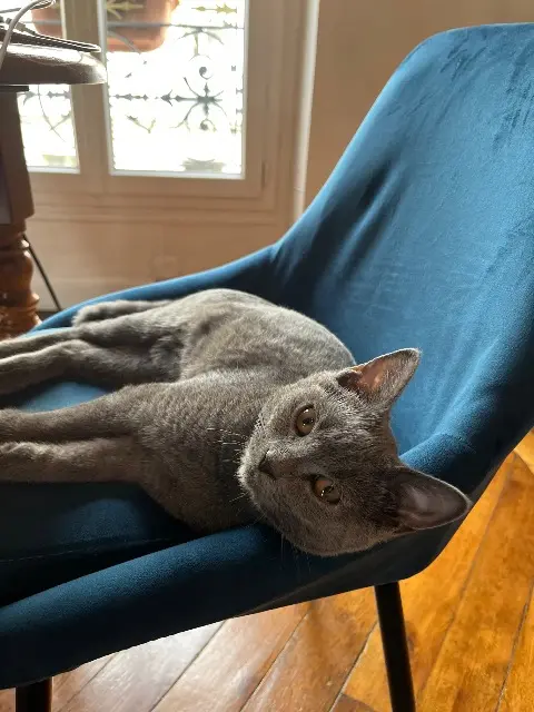 chat reunited    Paris Anatole