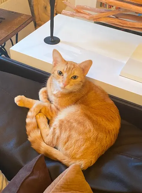 chat reunited    Paris Aslan