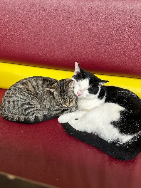 chat reunited    Paris Bernard