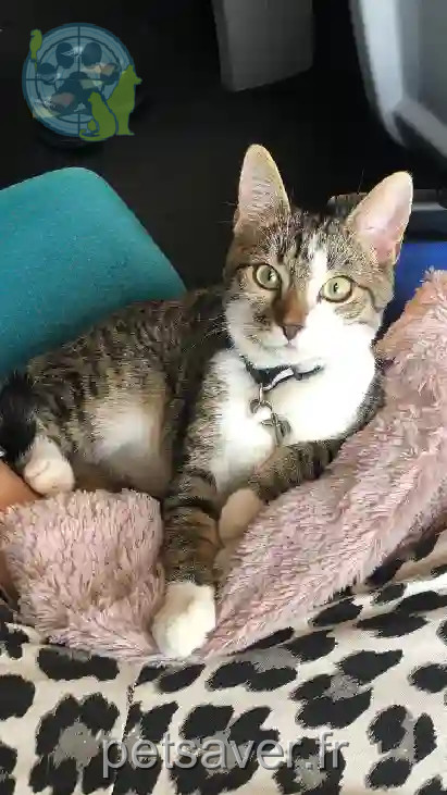 Chat Trouvé 75C Paris - Blaise Chat Trouvé 75C Paris - Blaise