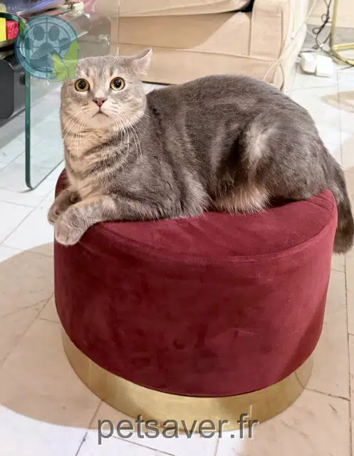 chat reunited Paris Blue