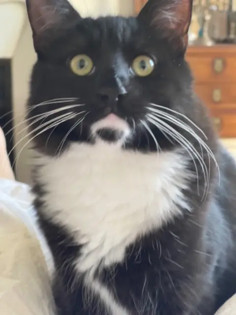 chat reunited    Paris Boo