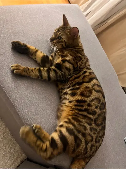 chat reunited    Paris César