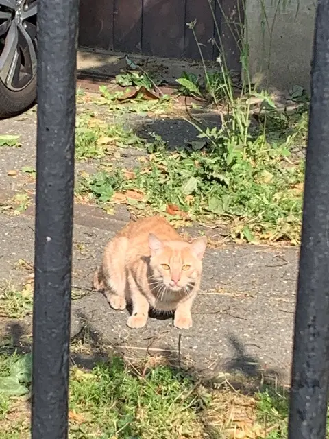 chat reunited    Paris Errant