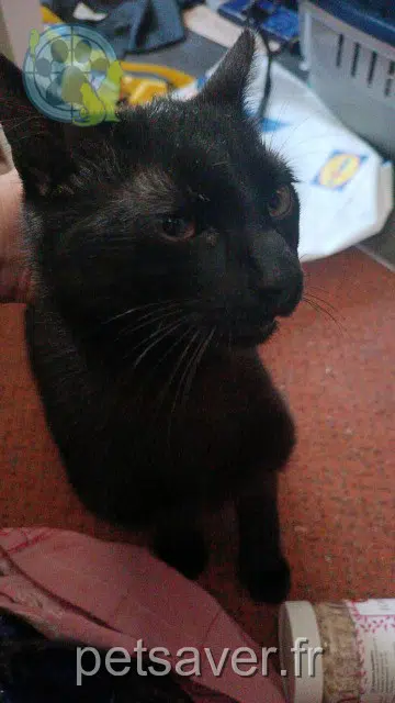 gatto reunited Paris Gavroche