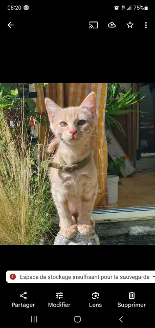 chat reunited    Paris Harry