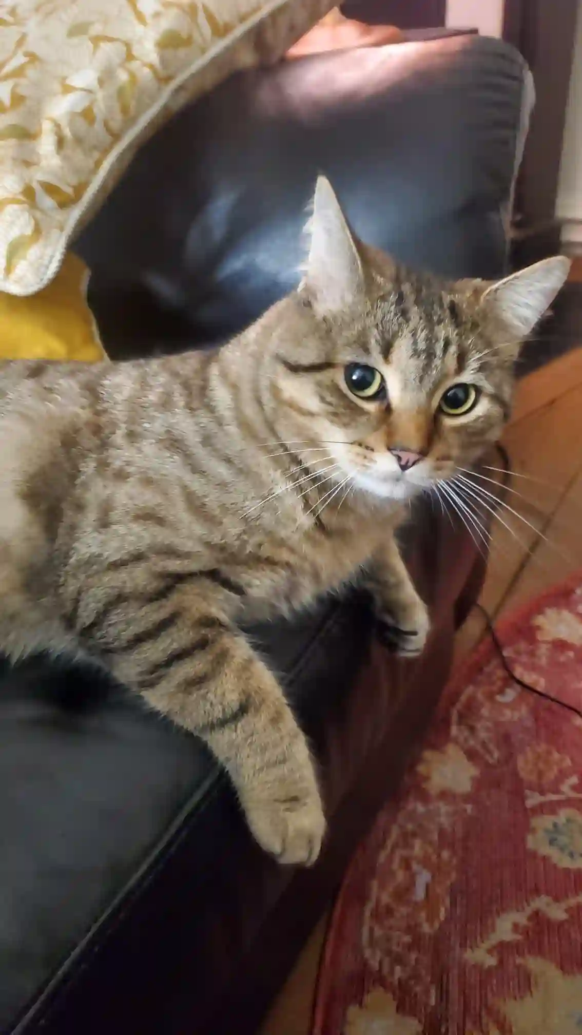 Chat Trouvé 75C Paris - Imho Chat Trouvé 75C Paris - Imho