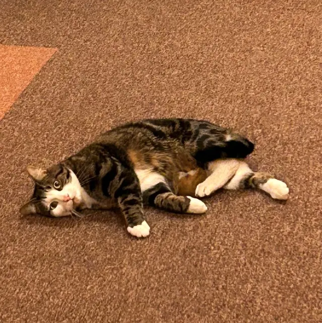 chat reunited    Paris JEAN-PIERRE