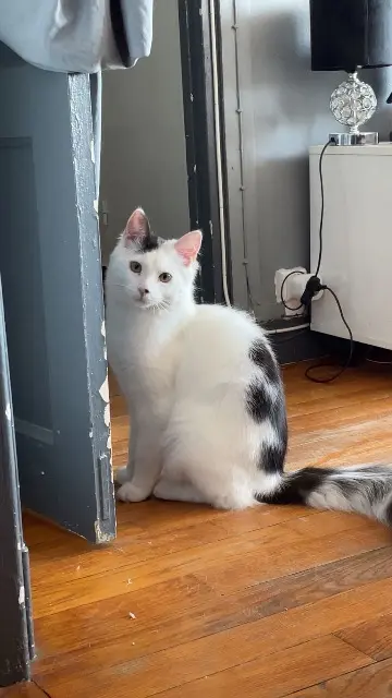 chat reunited    Paris Jeffy