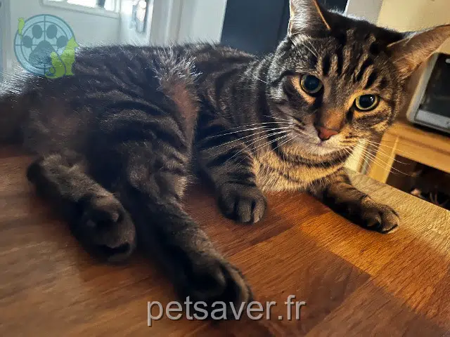 gatto reunited    Paris Jerry