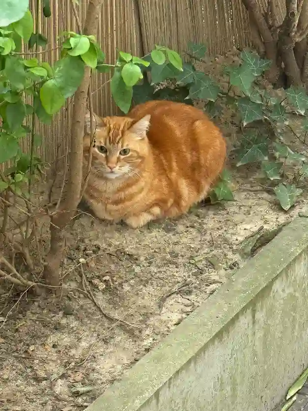 Chat Trouvé 75C Paris - Jimmy Chat Trouvé 75C Paris - Jimmy