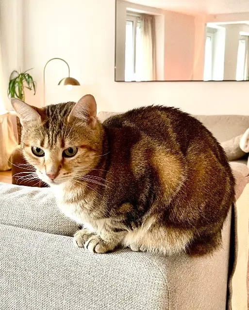 chat reunited    Paris Kiro
