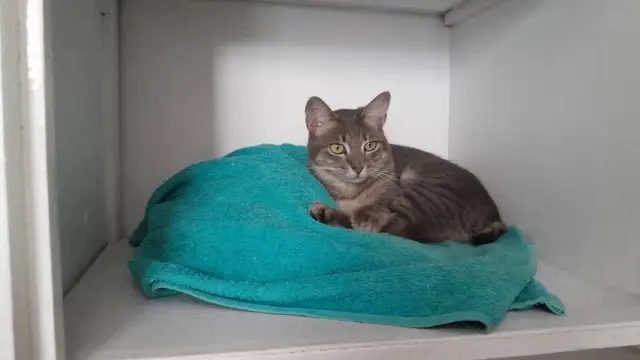 chat reunited    Paris Kratos