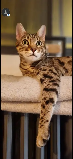 chat reunited    Paris Lemmy