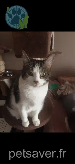 chat reunited    Paris Lila