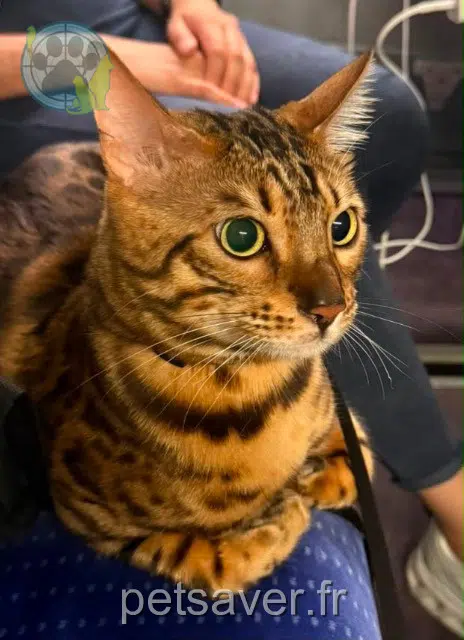 gatto reunited Paris Lucifer