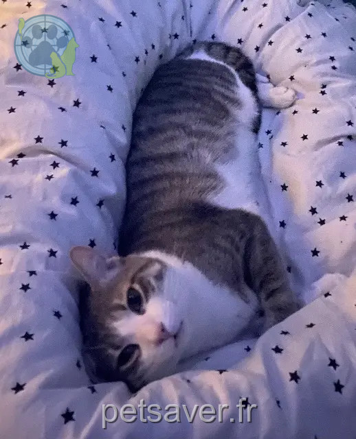 chat reunited Paris Max