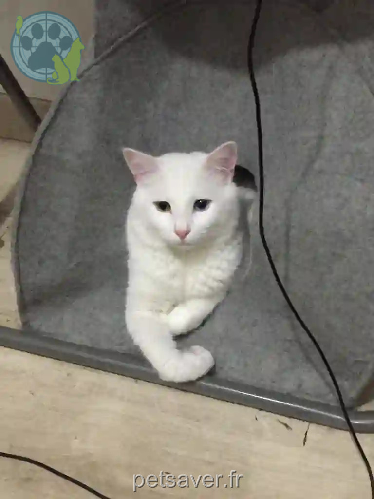 Chat Trouvé 75C Paris - Miaou Chat Trouvé 75C Paris - Miaou