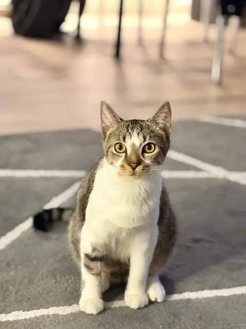 chat reunited    Paris Miel