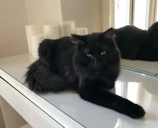 cat reunited    Paris Milo - Babe