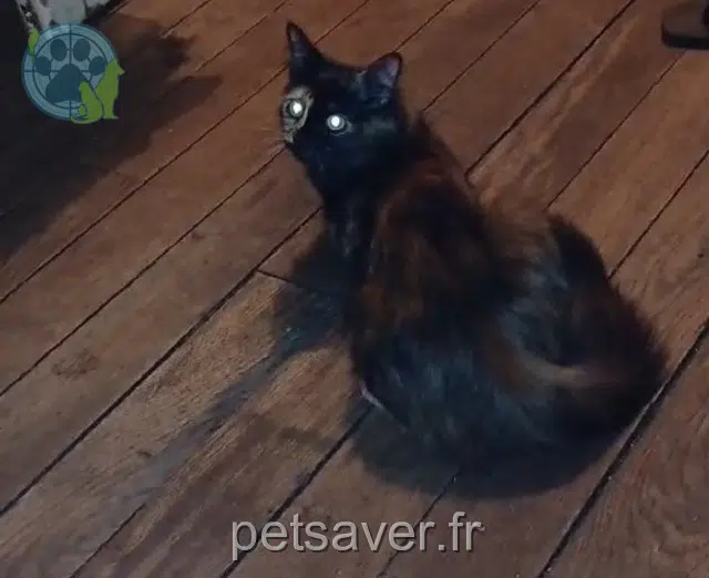 chat reunited Paris Misha