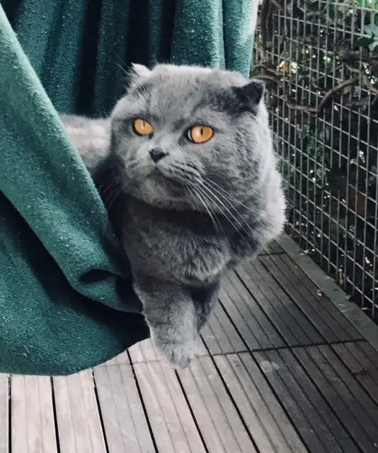 chat reunited    Paris Mishka