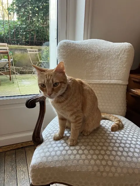 chat reunited    Paris Moustache