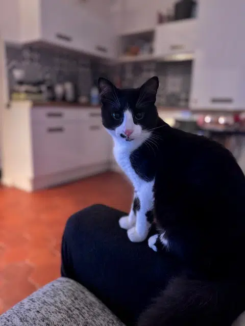 chat reunited    Paris Mushu