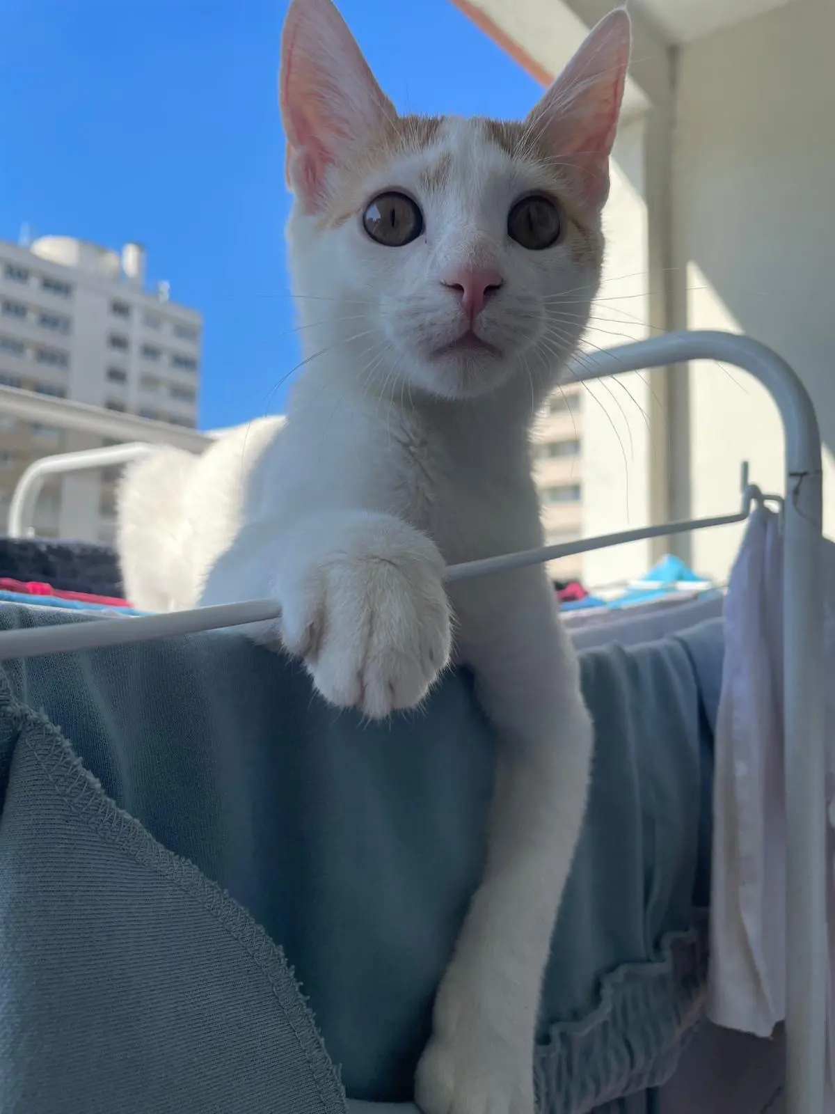 Chat Perdu 75C Paris - Nalo Chat Perdu 75C Paris - Nalo