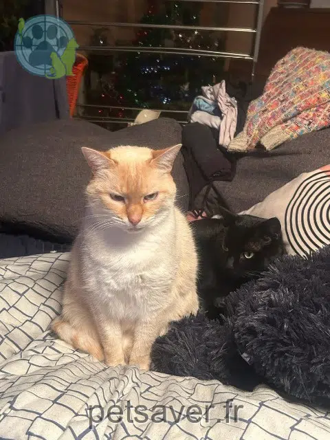chat reunited    Paris Neron