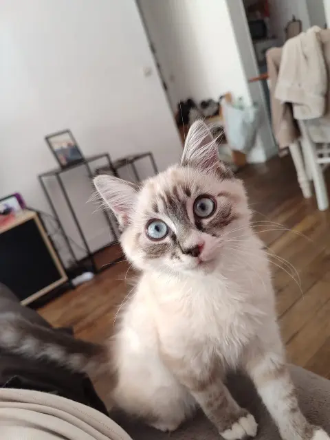 chat reunited    Paris Nour