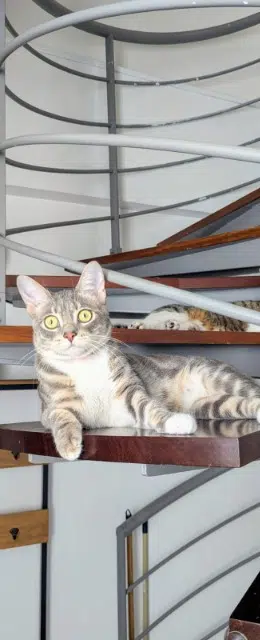 chat reunited    Paris Orion