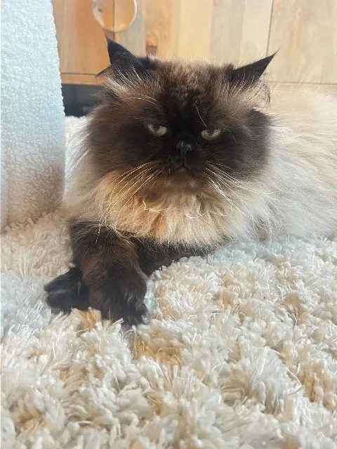 chat reunited    Paris Pata
