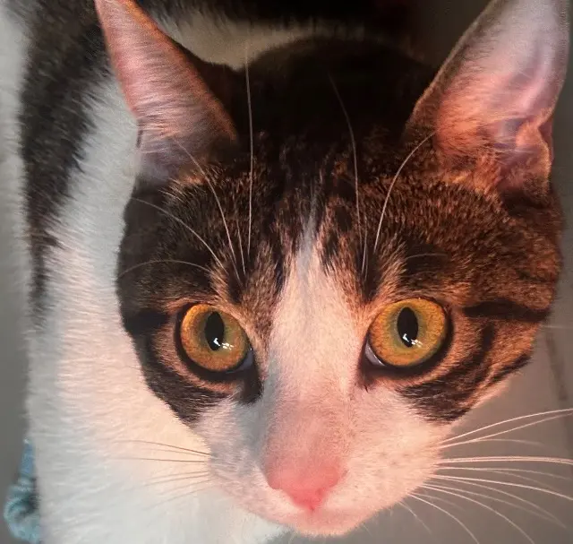chat reunited    Paris Pedro