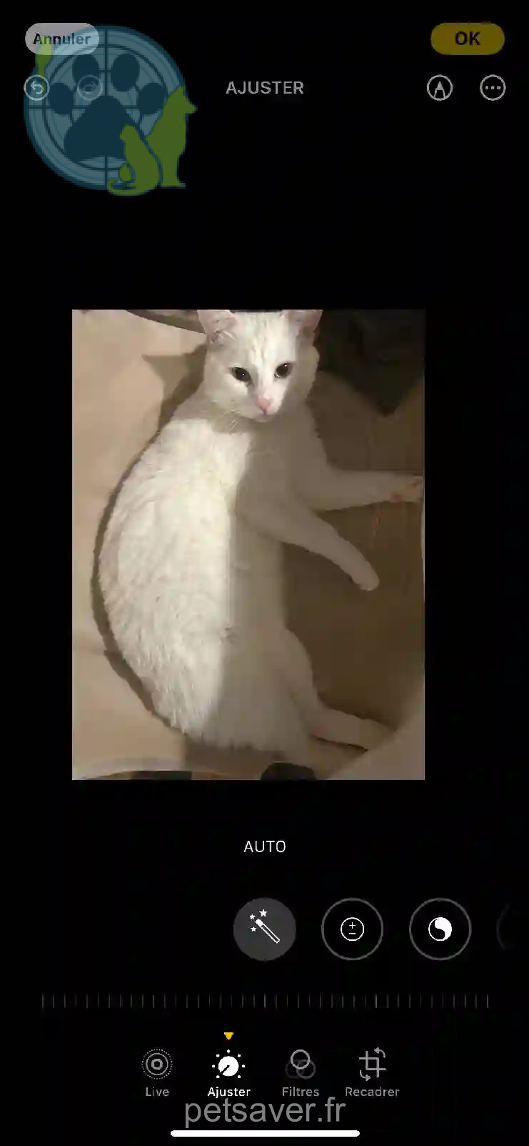Chat Trouvé 75C Paris - Ralph Chat Trouvé 75C Paris - Ralph