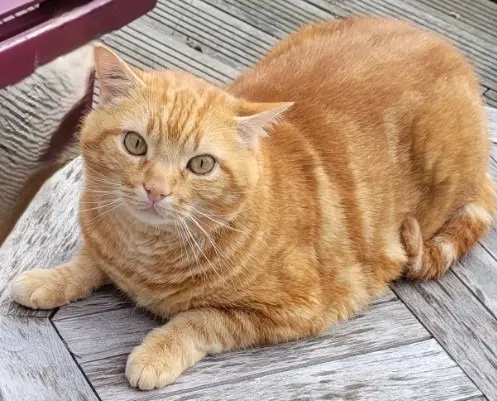 chat reunited    Paris Rastaquouère